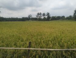 Hari Tani Nasional Bupati Bekasi Persembahkan Perda LP2B Sejahtera kan  Petani