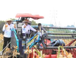 Panen Raya Jagung Meningkat Dorong Swasembada Pangan Nasional