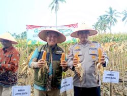 Panen Raya Jagung Serentak Kuartal 1 2026, Ferum Bulog Lamsel Bersinergi dan Polres setempat Mensukseskan