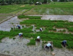 Pemerintah Kabupaten Bekasi Menyiapkan Bantuan Benih Padi Bagi Warga
