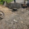 Jalan Menghubungkan Antar Kampung di kacamatan Terbanggi Ambruk, PGK Lamteng Minta Pemerintah Segera Perbaiki